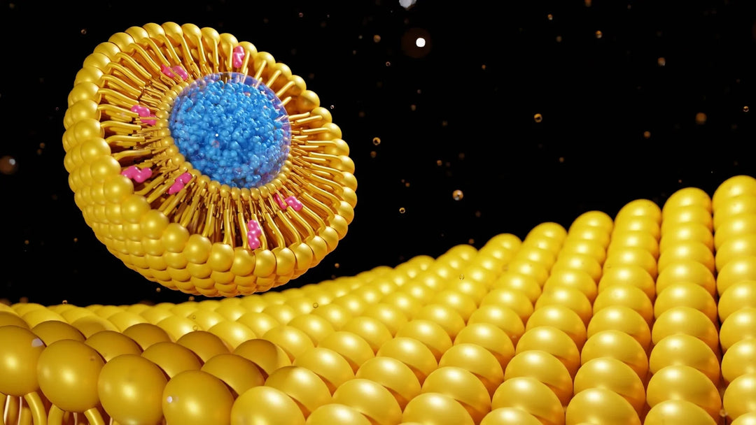 Why Liposomal Supplements Work Better? The Science Explained